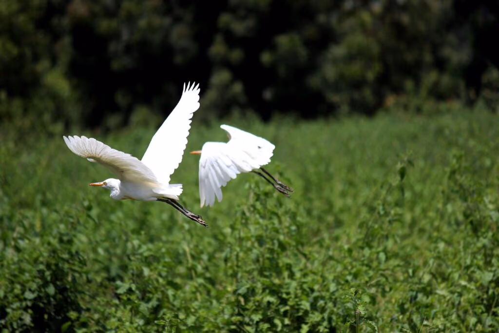 Pantanal fica no Centro-Oeste do Brasil
