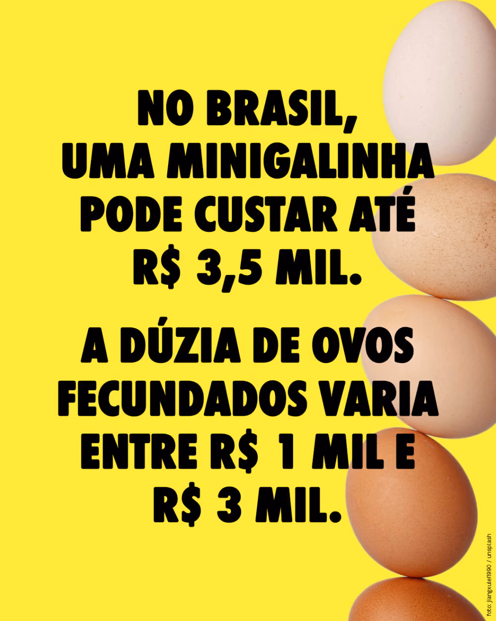 No Brasil, uma minigalinha pode custar até R$ 3,5 mil.
A dúzia de ovos fecundados varia entre R$ 1 mil e R$ 3 mil.