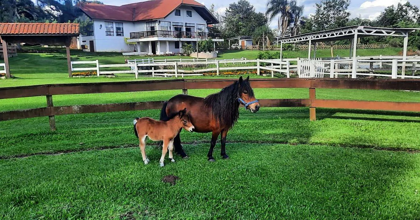 Ponyland, Colônia Witmarsum, Palmeira, Paraná