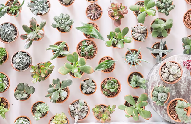 cactus_suculentas_norrebro_copenhagen_9