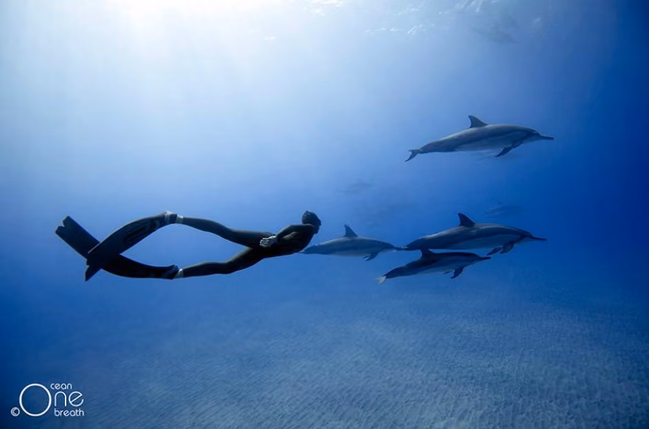one ocean - the summer hunter (12)