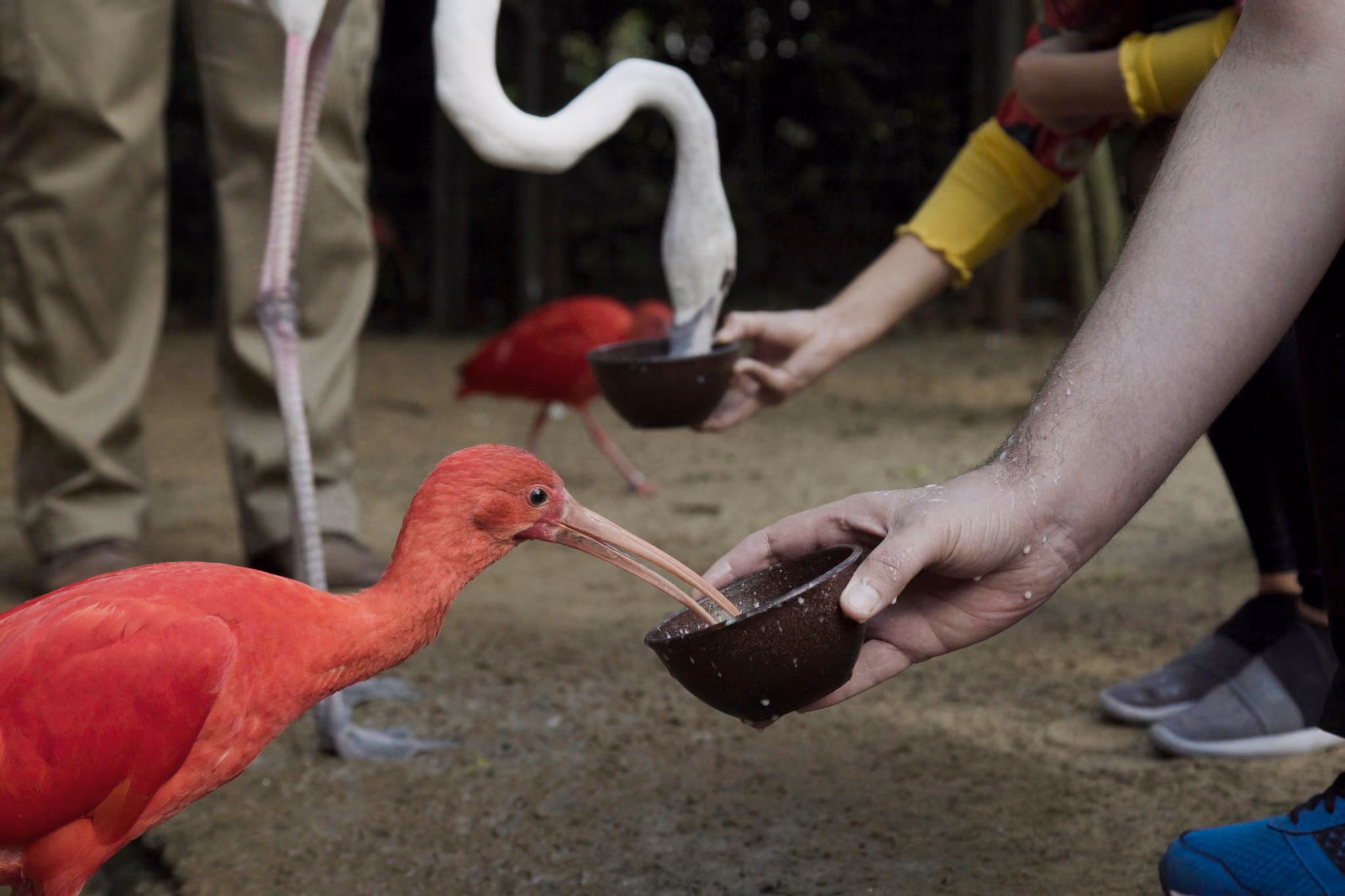 Parque das Aves