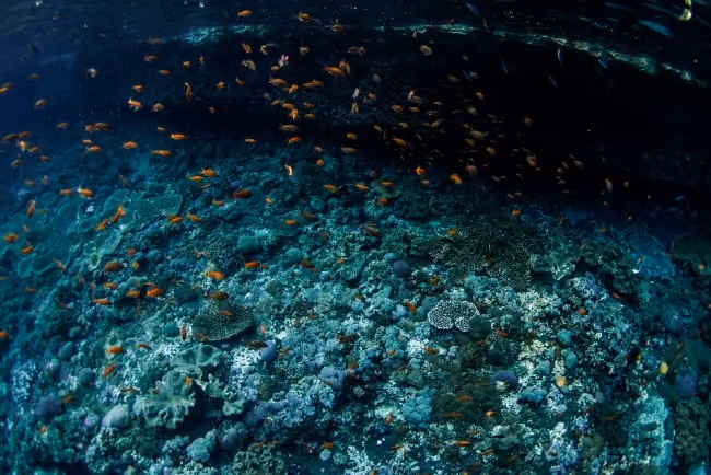 Reef-3