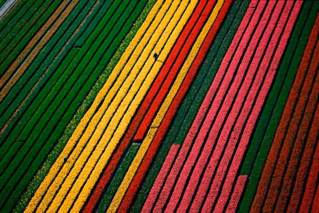 tulipas Amsterdam