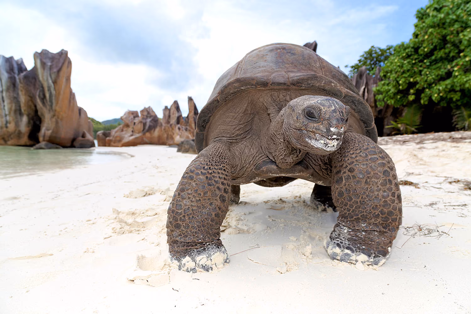 Atol-de-Aldabra-Tortoise-Curieuse-Is