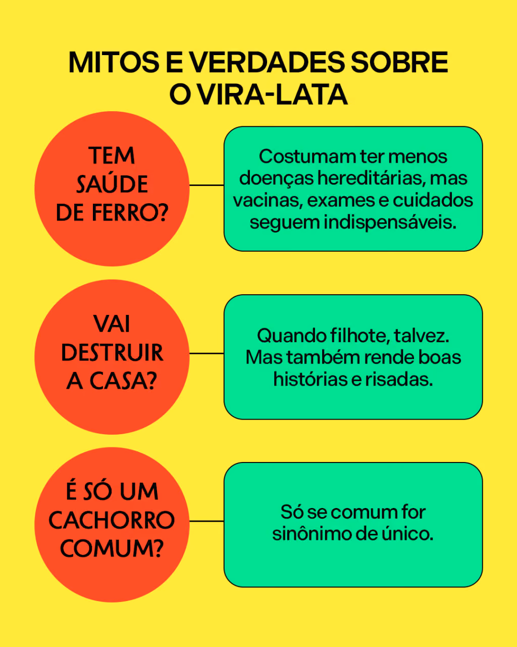 Mitos e verdades sobre o vira-lata
Tem saúde de ferro? Costumam ter menos doenças hereditárias, mas vacinas, exames e cuidados seguem indispensáveis.
Vai destruir a casa? Quando filhote, talvez. Mas também rende boas histórias e risadas.
É só um cachorro comum? Só se comum for sinônimo de único.