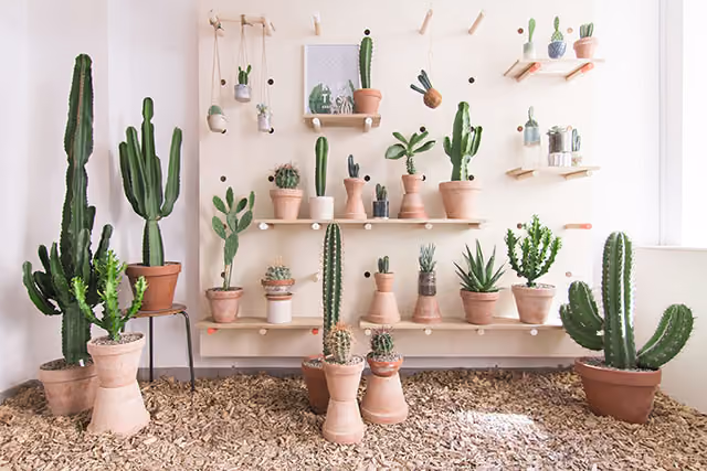 cactus_suculentas_norrebro_copenhagen_2