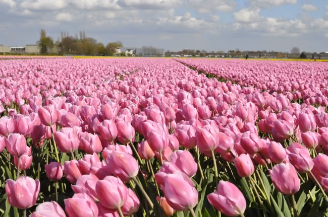 tulipas Amsterdam
