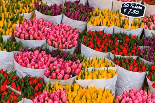tulipas Amsterdam