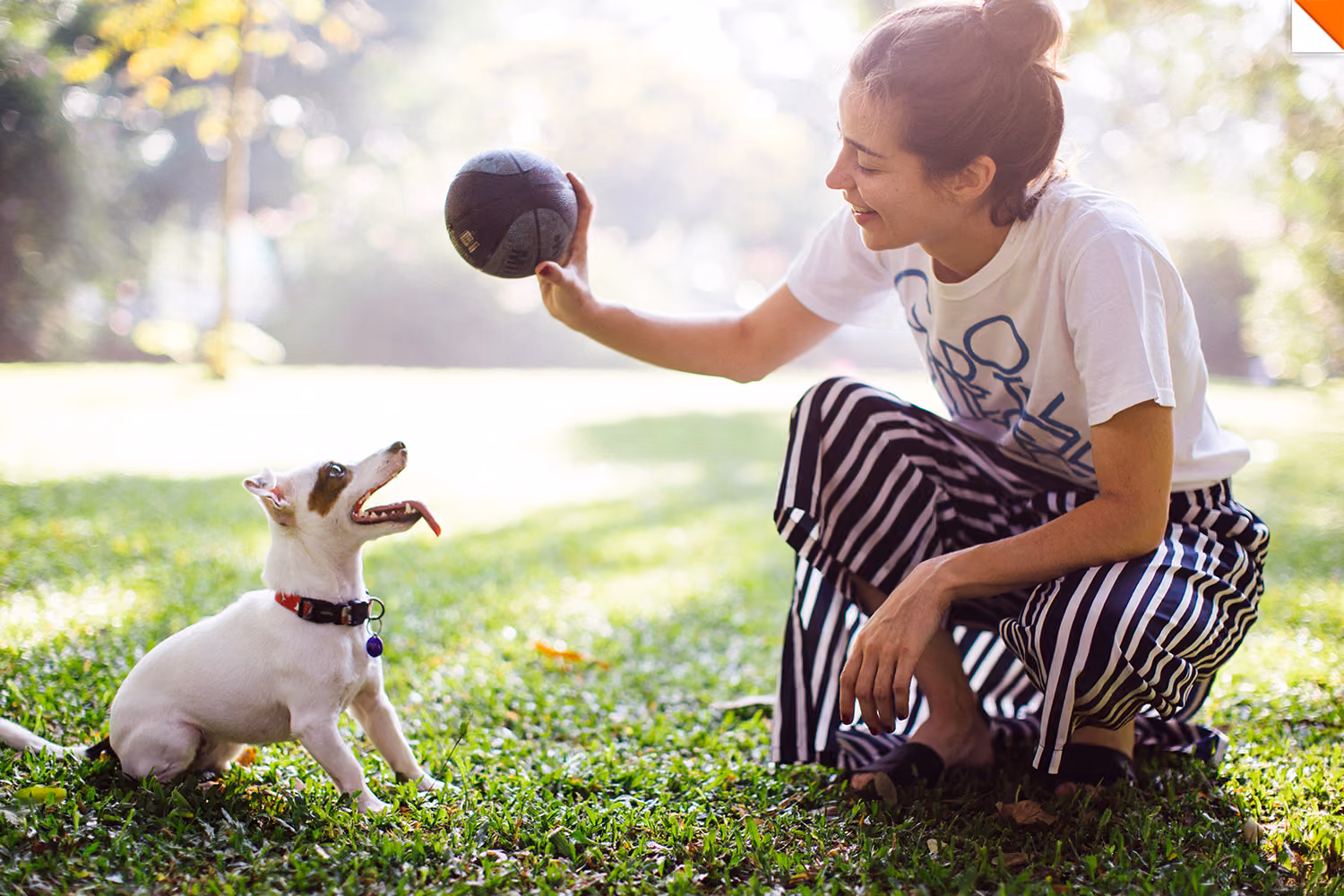 cachorro-no-parque