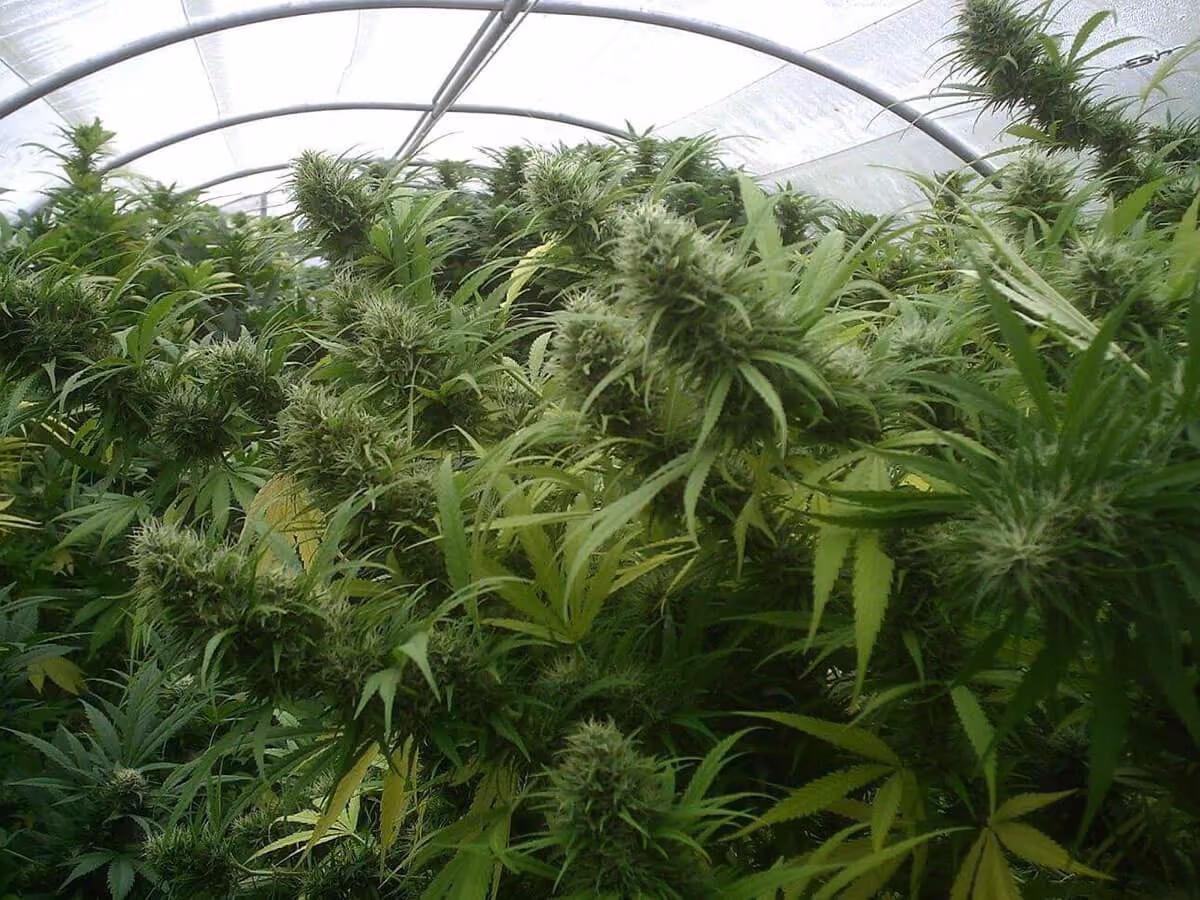 cannabis-california-2