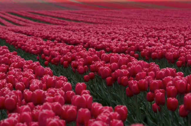 tulipas Amsterdam
