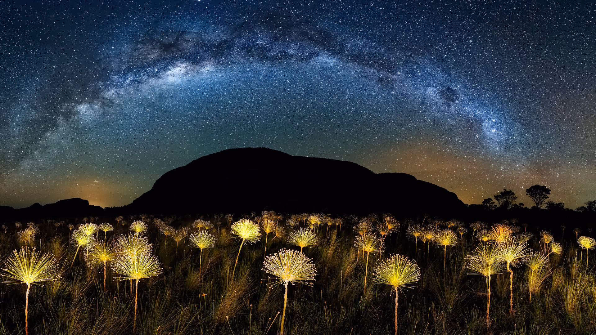Chuveirinhos/Paepalanthus Galactic