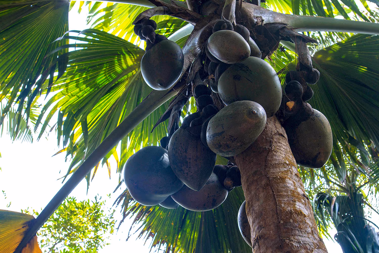 seychelles-coco-do-mar
