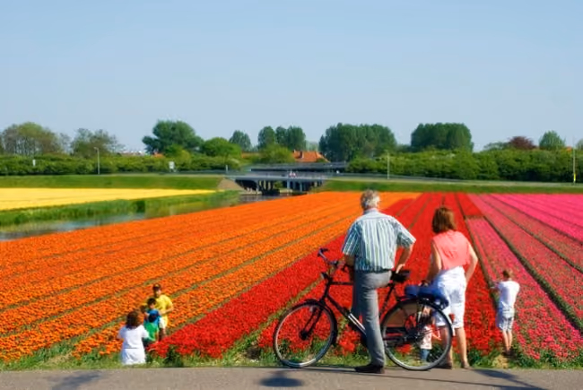 tulipas01