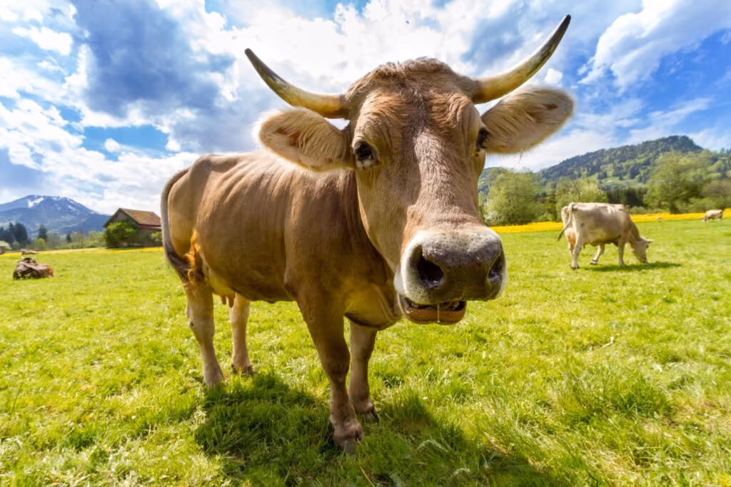 Agropecuária é responsável por emissão de gases do efeito estufa
