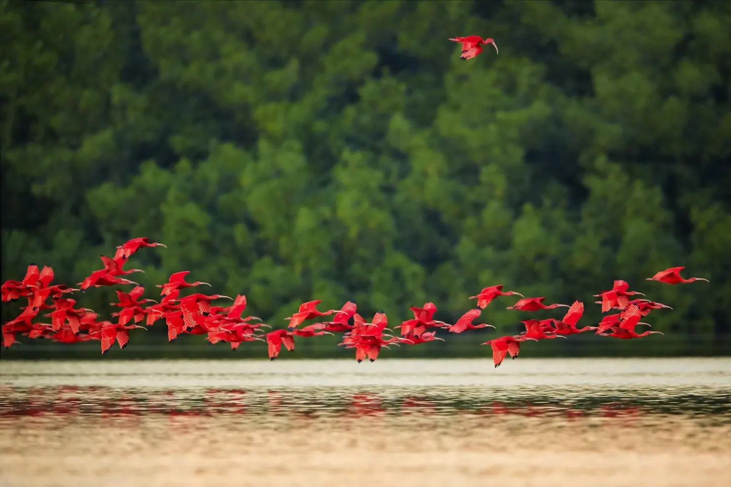 Guará-vermelho l Créditos: Reprodução