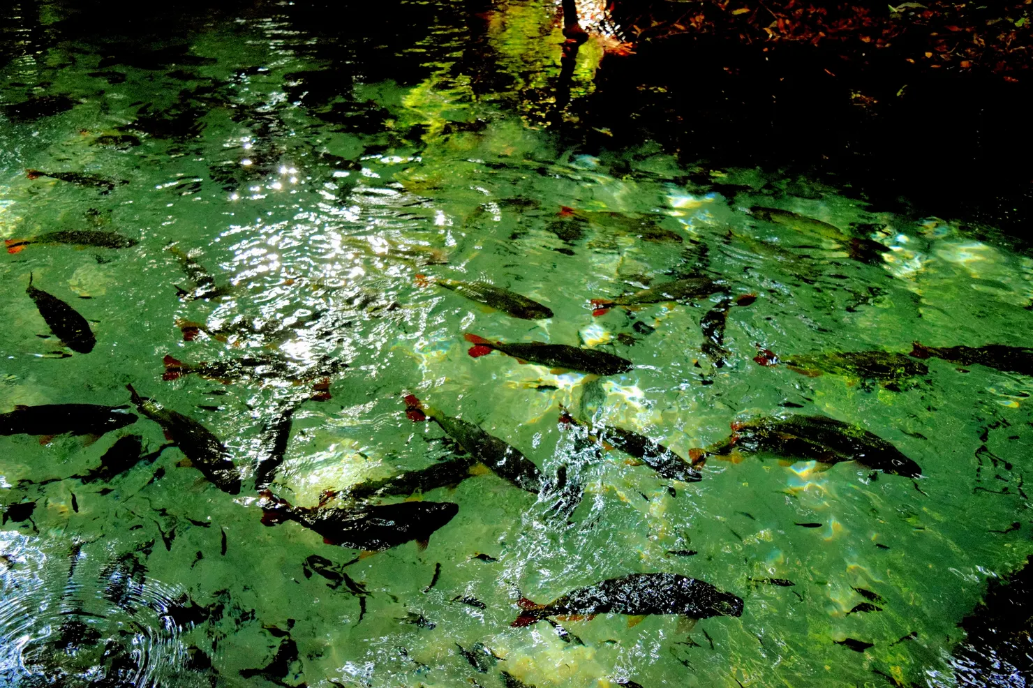 Refúgio Água Azul, no vilarejo Bom Jardim, Nobres, Mato Grosso