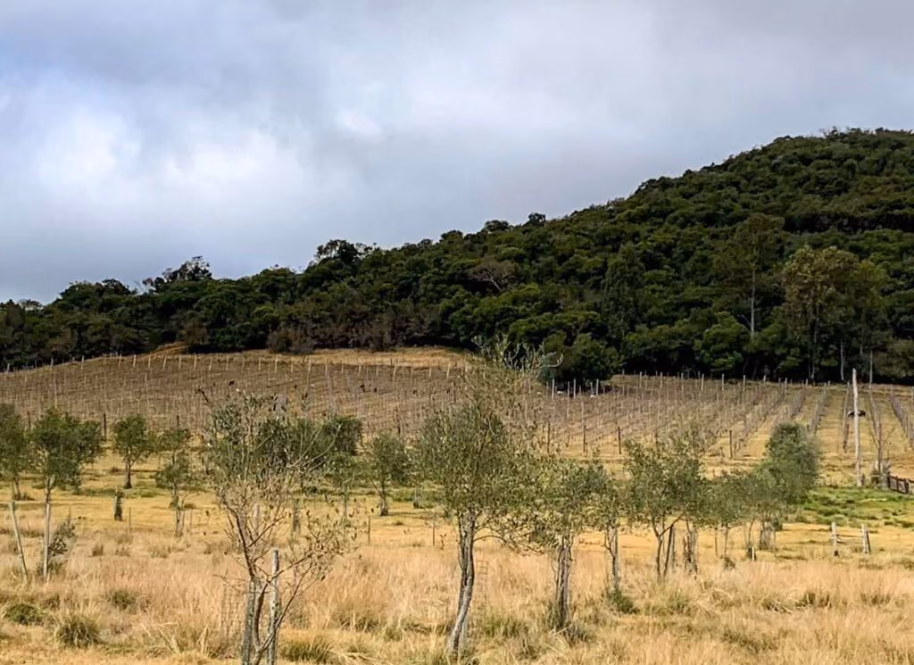 Terroir da Vigia. O vinho preto é o novo vinho laranja?