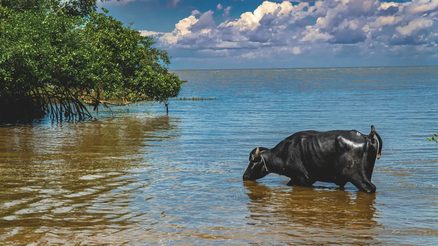 Ilha do Marajó: a maior ilha fluviomarítima do mundo, esticada mais a mão pra quem vai a Belém