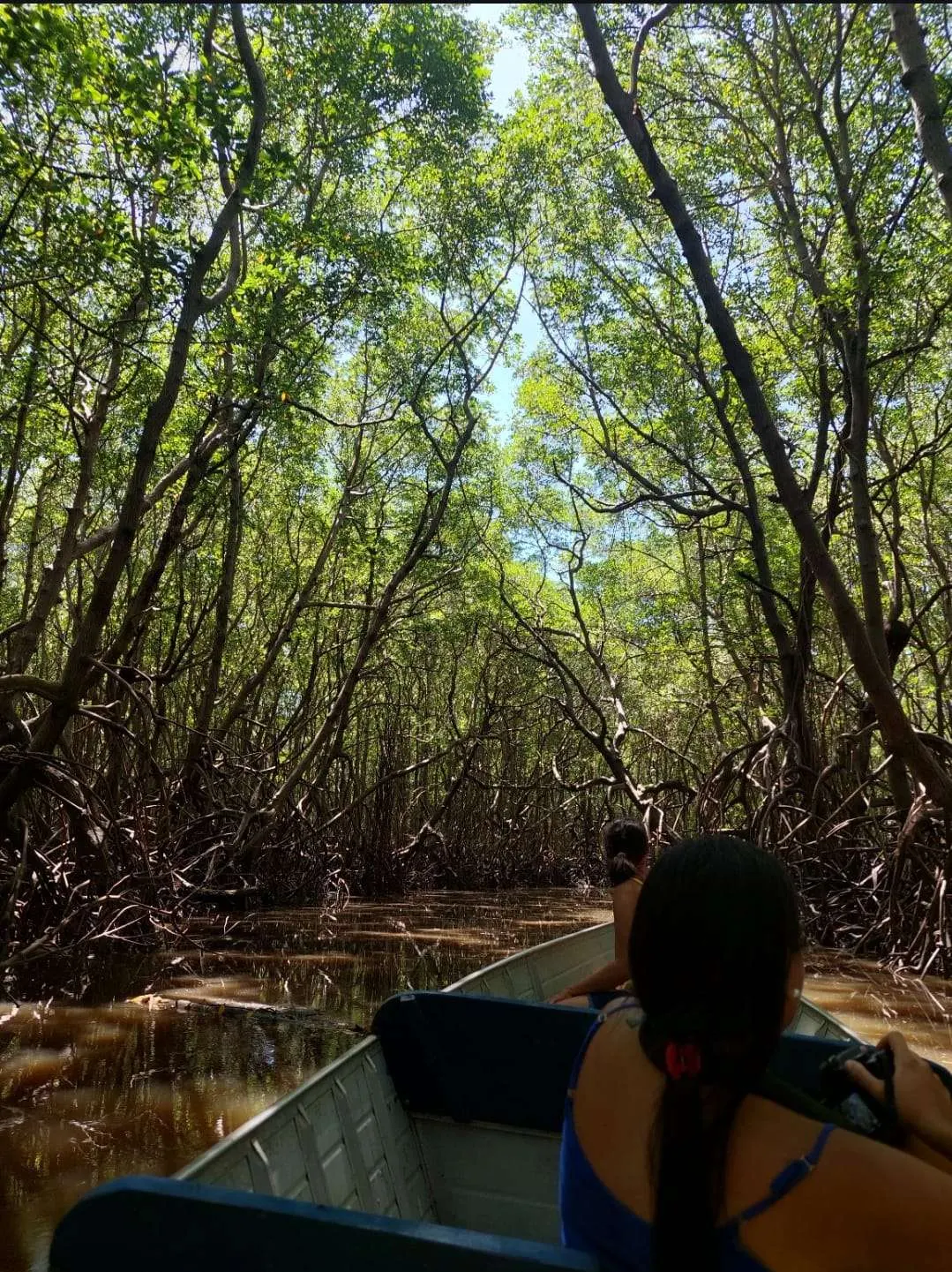 Passeio na floresta do Mangue da Siriba, Belmonte, Bahia
