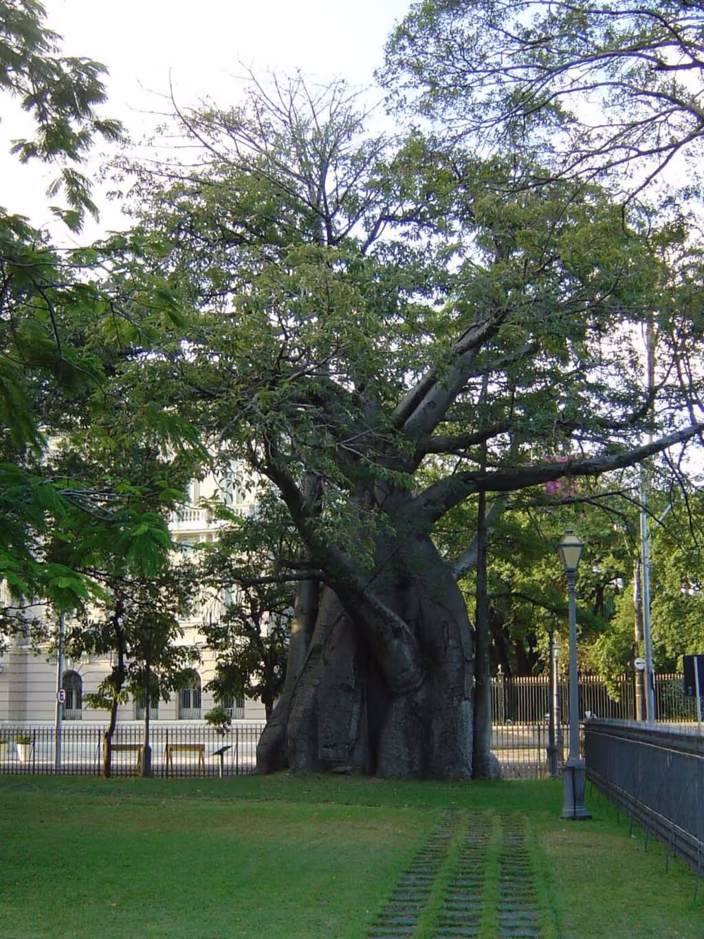 Baobá estrela da Praça da República