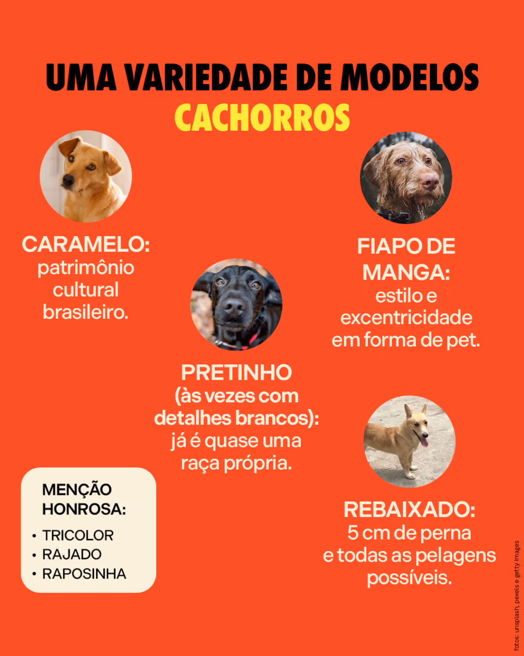 Uma variedade de modelos
(cachorros)
Caramelo: patrimônio cultural brasileiro.
Pretinho (às vezes com detalhes brancos): já é quase uma raça definida.
Fiapo de manga: estilo e excentricidade em forma de pet.
Rebaixado: 5 cm de perna e todas as pelagens possíveis.
Menções honrosas:
Tricolor
Rajado
Raposinha