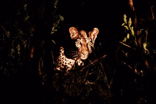 leoparda2