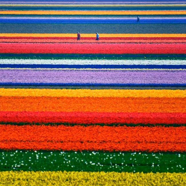 tulipas Amsterdam