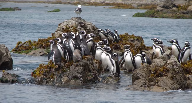 4-chiloe