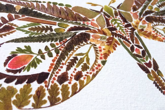 helen_plants_2