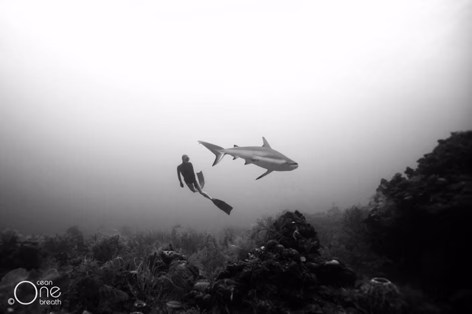 one ocean - the summer hunter (9)