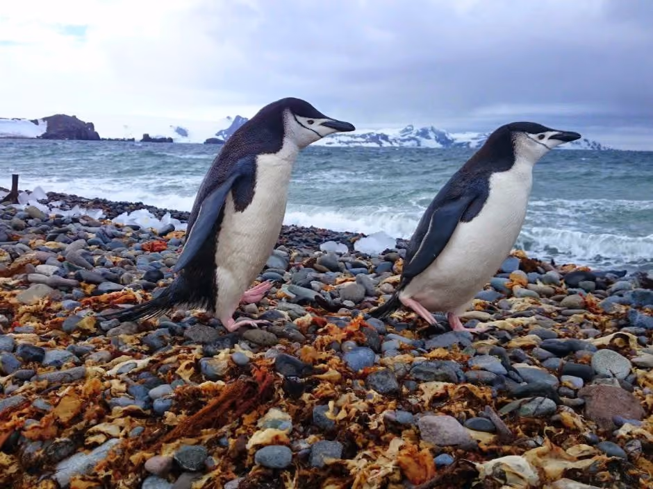 according-to-garfors-penguins-in-their-real-environment-are-a-must-see-they-are-incredible-swimmers-and-posers