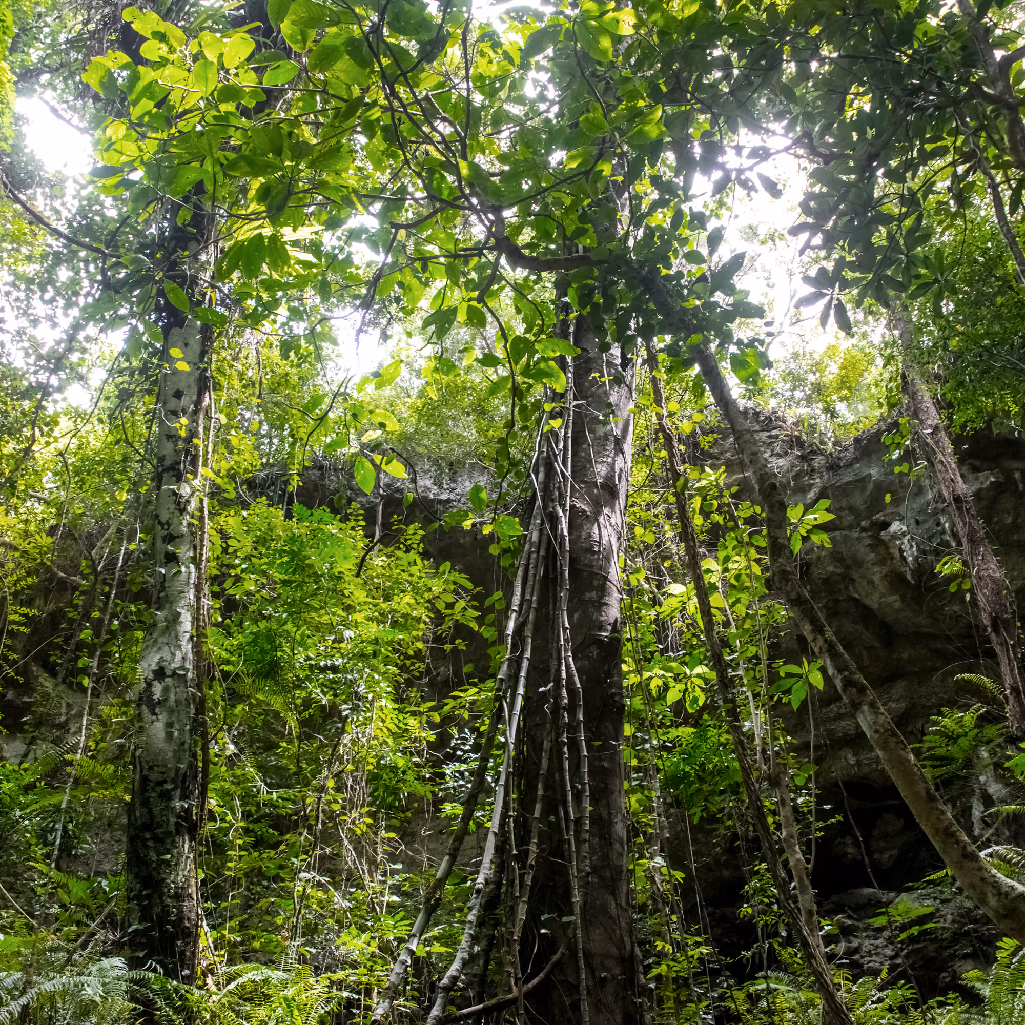Cipó-alho da Amazônia